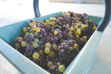 表面佈滿貴腐黴的葡萄