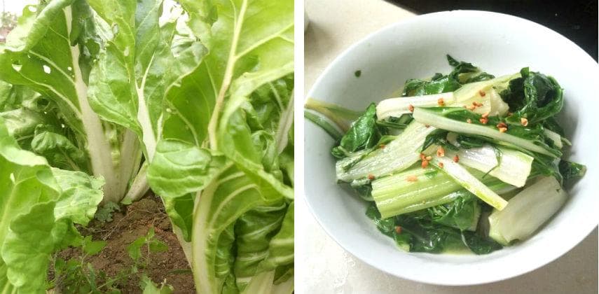 【中英素】飼料變上菜:超級食物君達菜