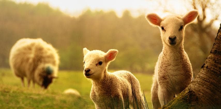 5 Steps to advance your career in the Year of the Sheep
